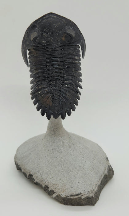 Hollardops Trilobite | Morocco