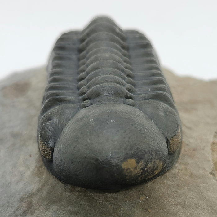 Reedops Trilobite | Morocco