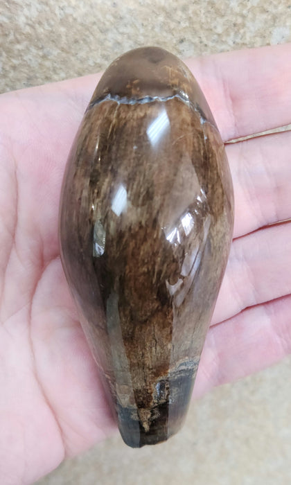 Polished Fossil Whale Tooth | Family Physeteridae | South Carolina