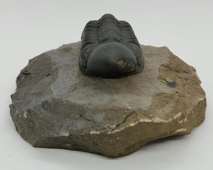 Reedops Trilobite | Morocco