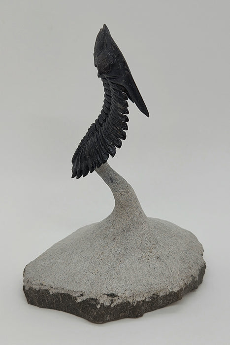 Hollardops Trilobite | Morocco