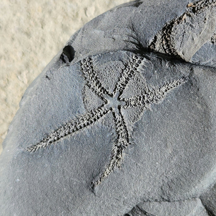 Triple Ophiuroidea Brittle Star | Morocco