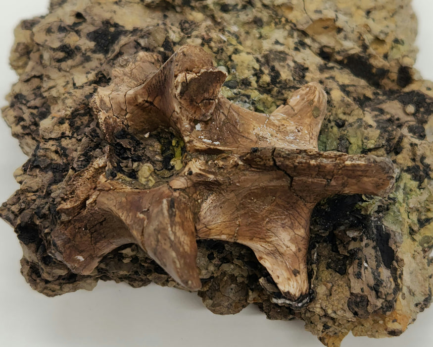 Crocodylomorph Process | Texas