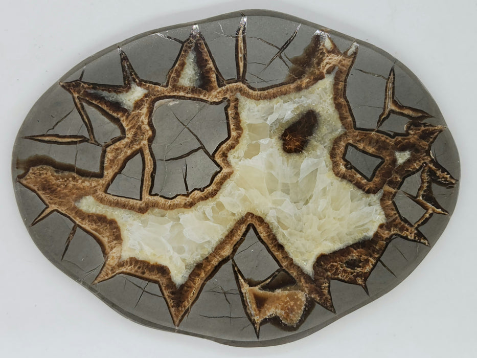 Septarian Nodule Slice