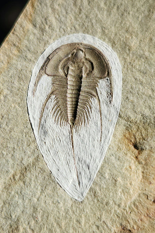 In Stone Fossils