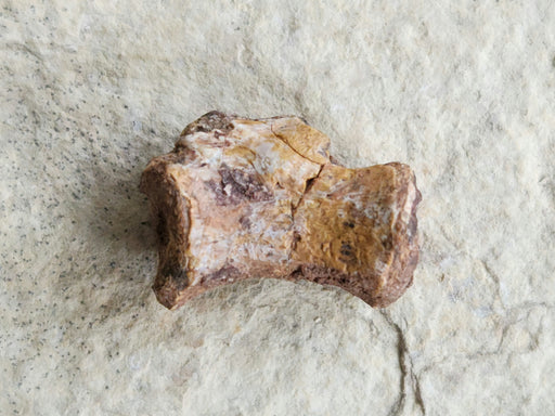 In Stone Fossils