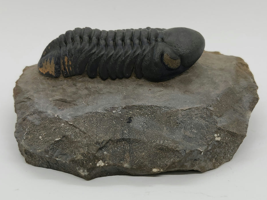 Reedops Trilobite | Morocco