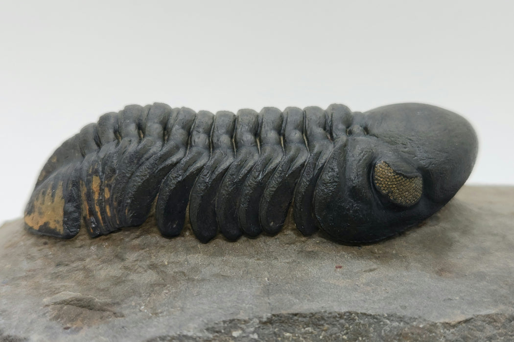 Reedops Trilobite | Morocco