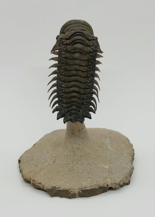 Crotalocephalina Trilobite | Morocco