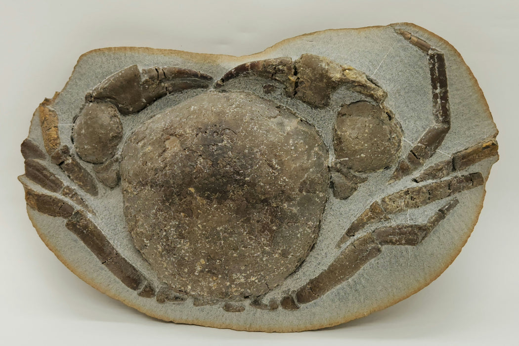 Fossil Crab | Tumidocarcinus giganteus | New Zealand
