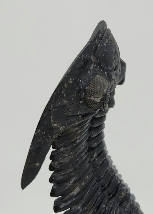 Hollardops Trilobite | Morocco