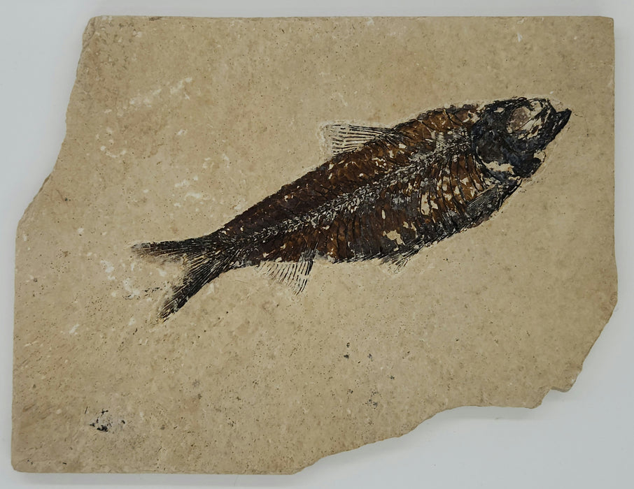 4.5" Knightia eocaena | 100% Natural | Green River Formation | Wyoming
