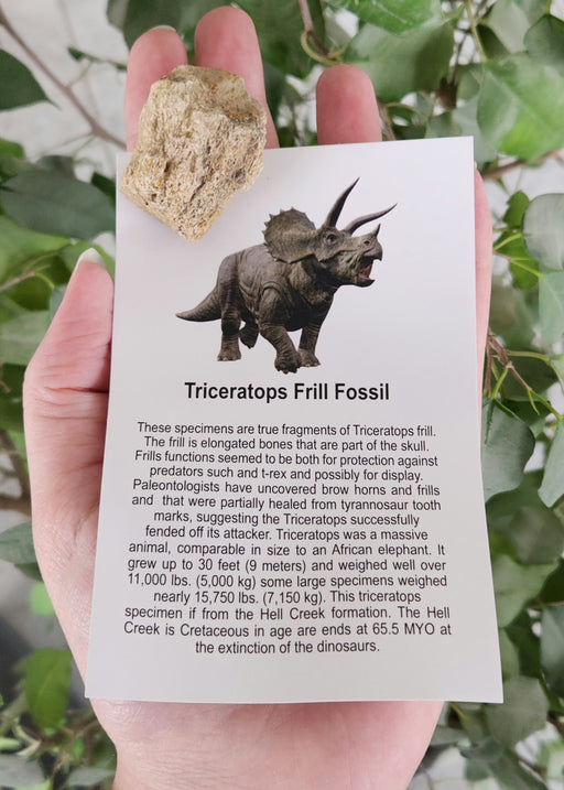 In Stone Fossils