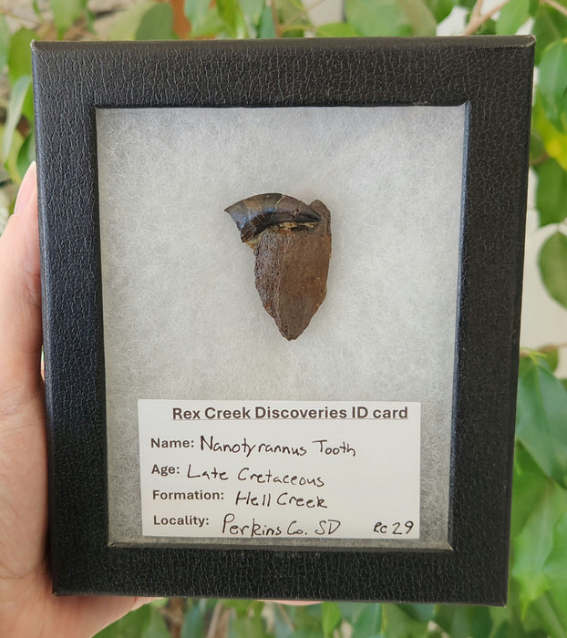 Nanotryannus Tooth on Ceratopsian bone fragment | Hell Creek Formation | South Dakota