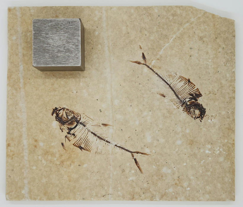2.25" & 2.5" Diplomystus dentatus | Green River Formation | Wyoming