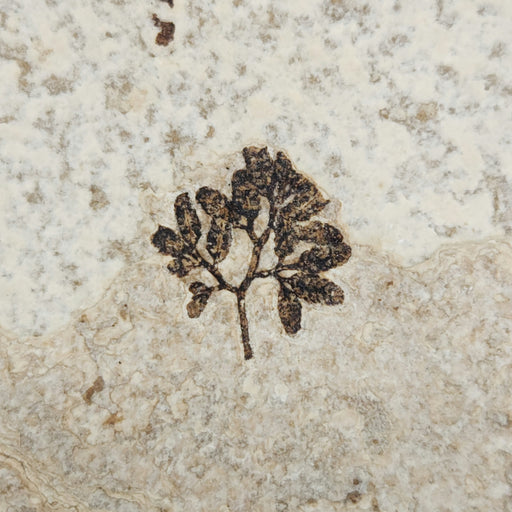 In Stone Fossils