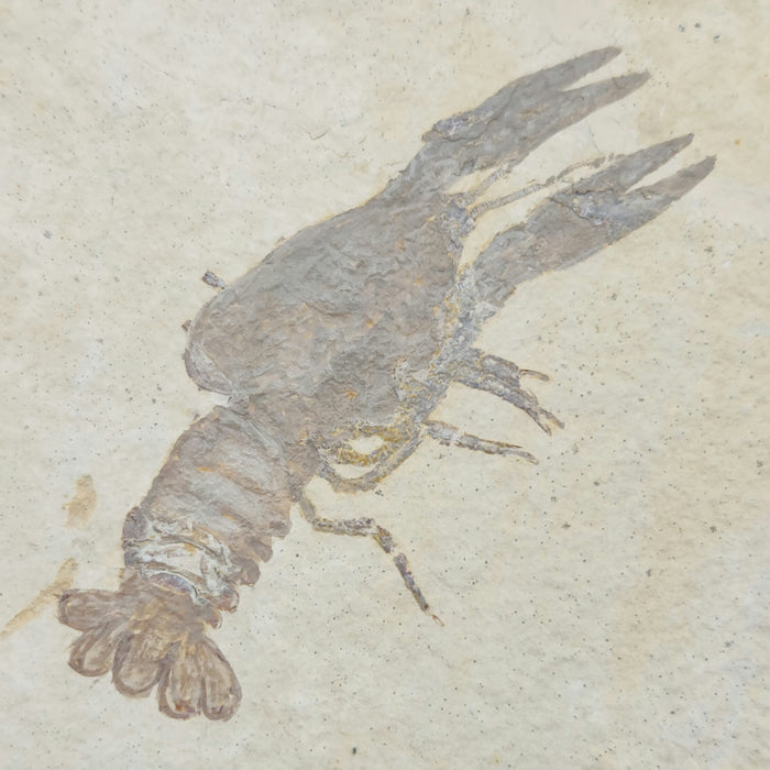 Rare Fossil Crayfish | Procambarus primaevus | Green River Formation | Wyoming