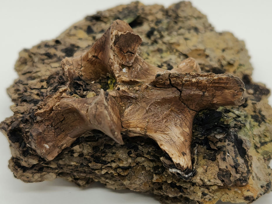 Crocodylomorph Process | Texas