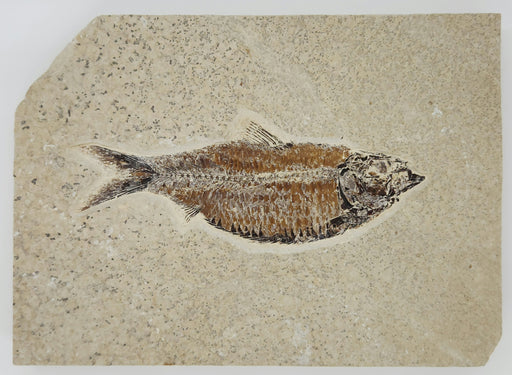 In Stone Fossils