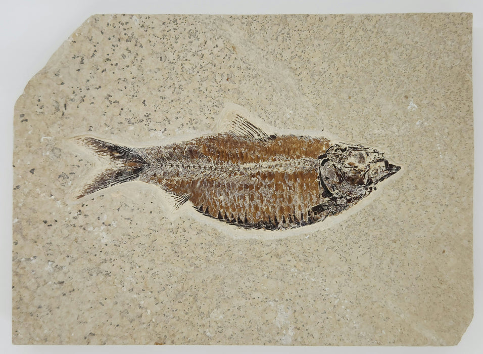 5.25" Knightia eocaena | 100% Natural | Green River Formation | Wyoming