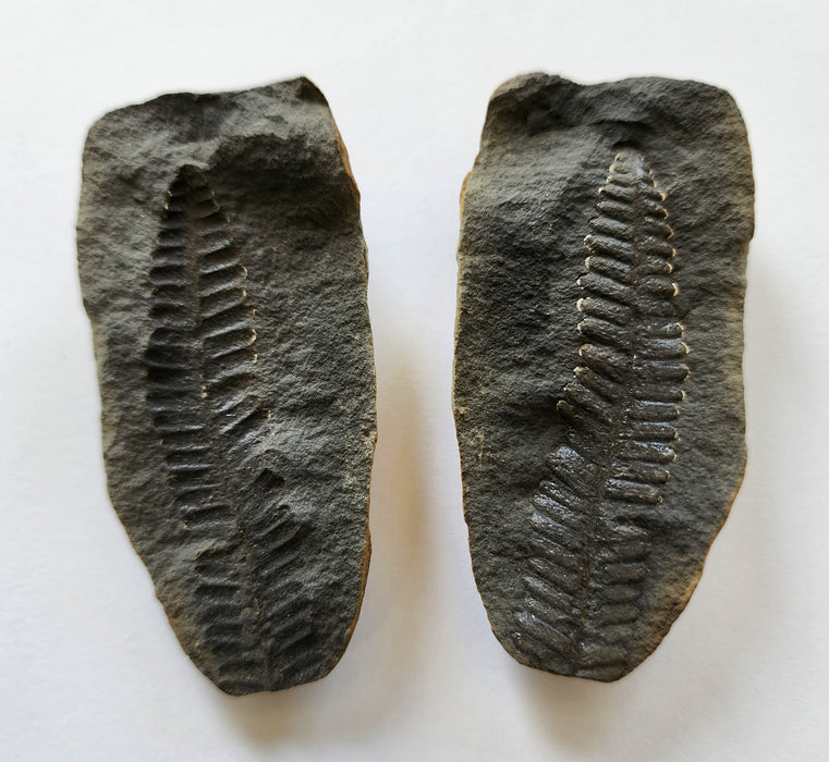 Fossil Fern | Diplazites unita | Pennsylvania