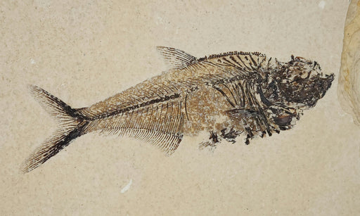 In Stone Fossils
