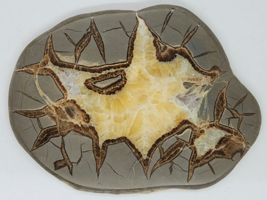 Septarian Nodule Slice