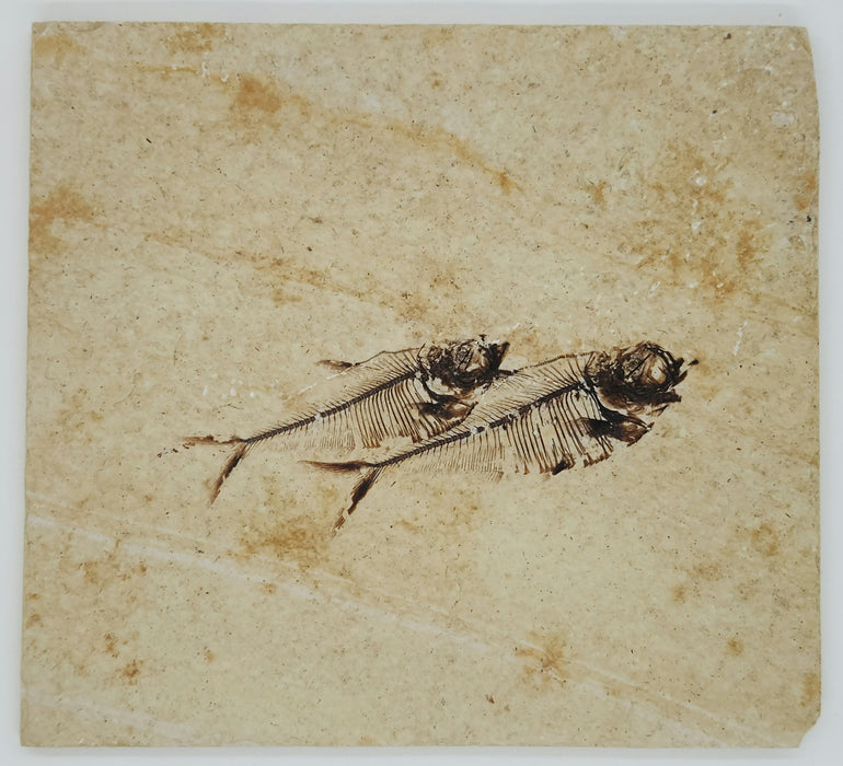 2.5" & 3.5" Diplomystus dentatus | Green River Formation | Wyoming