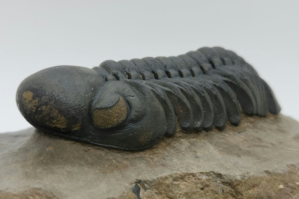 Reedops Trilobite | Morocco