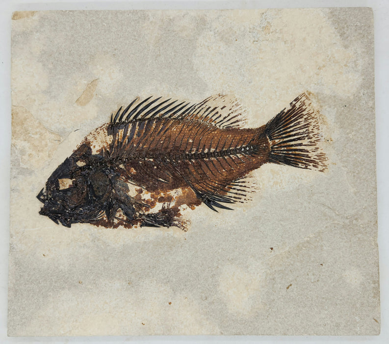 7.25" Priscacara serrata Fossil Fish | Green River Formation | Natural Specimen