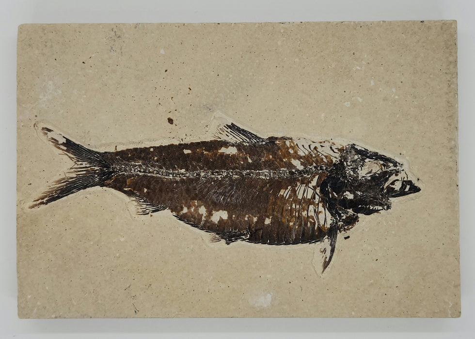 5.5" Knightia eocaena | 100% Natural | Green River Formation | Wyoming