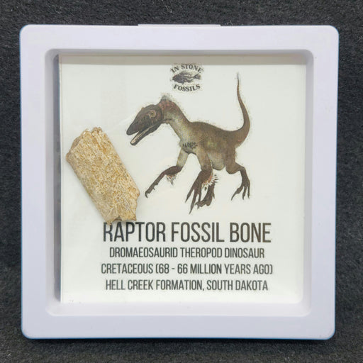 In Stone Fossils