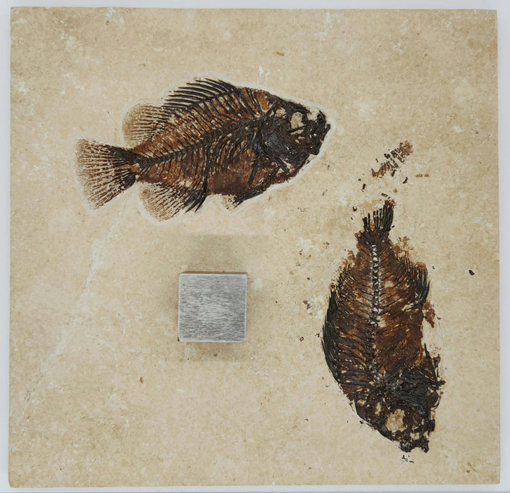 Double Cockerellites liops (formerly Priscacara liops) | 100% Natural | Green River Formation | Wyoming