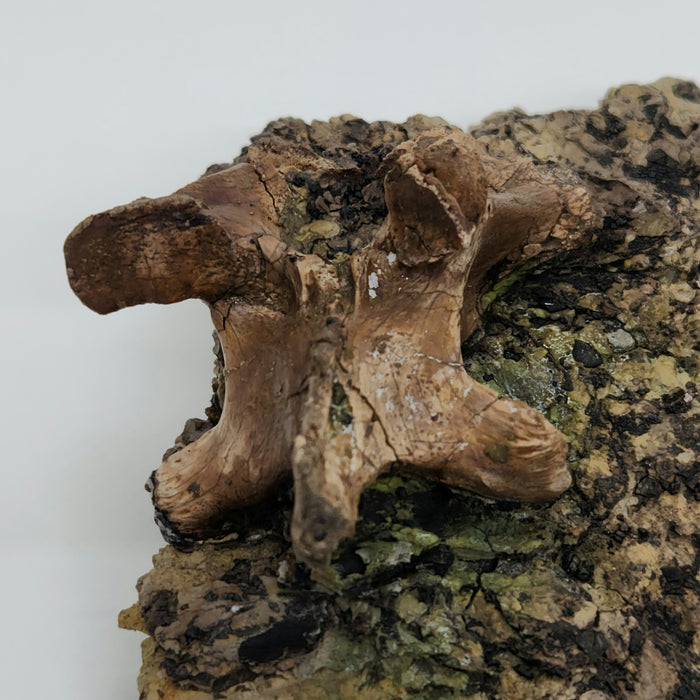 Crocodylomorph Process | Texas