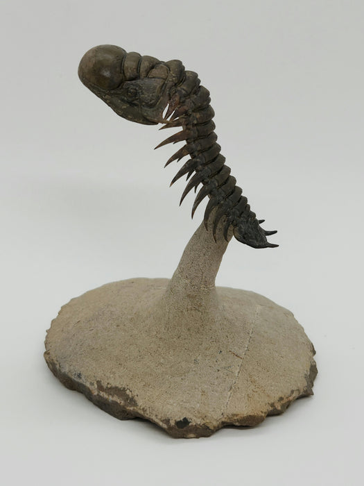 Crotalocephalina Trilobite | Morocco