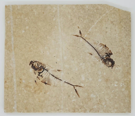 In Stone Fossils