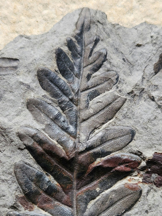 Fossil Fern | Callipteridium pteridium | Spain
