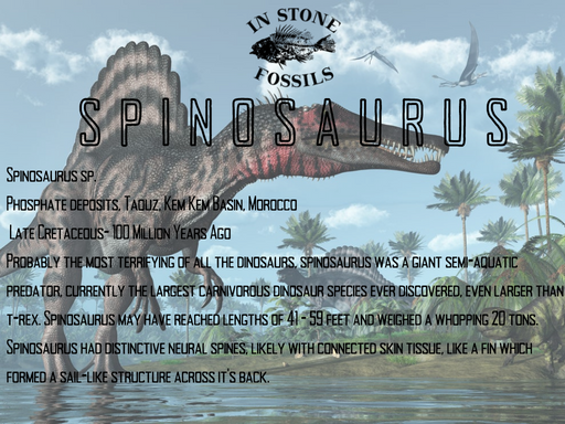 In Stone Fossils