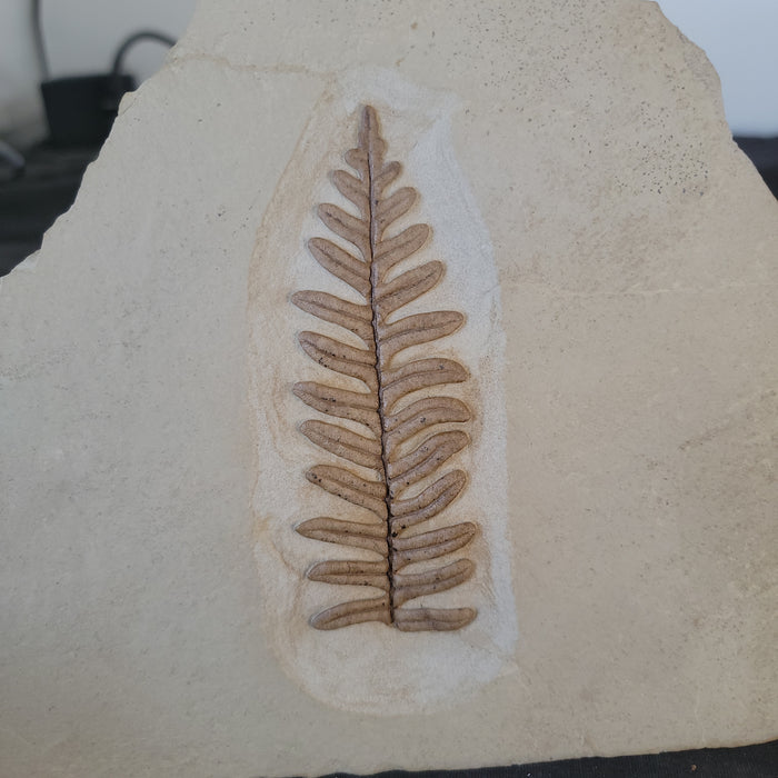 Alethopteris grandini (Fern)