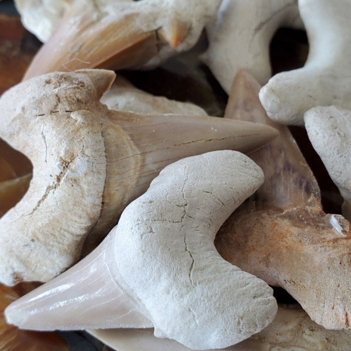 Otodus obliquus Shark Tooth