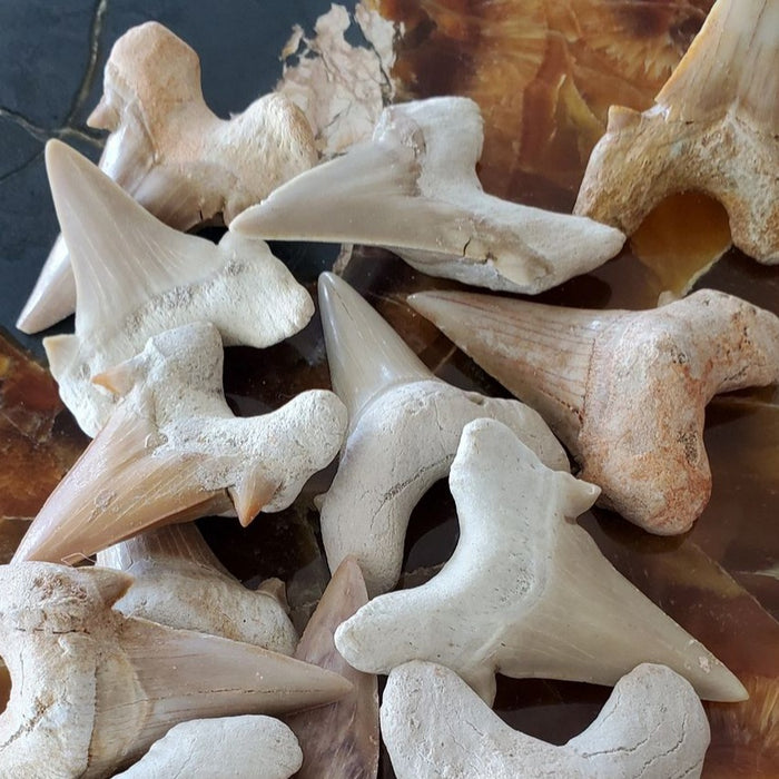 Otodus obliquus Shark Tooth