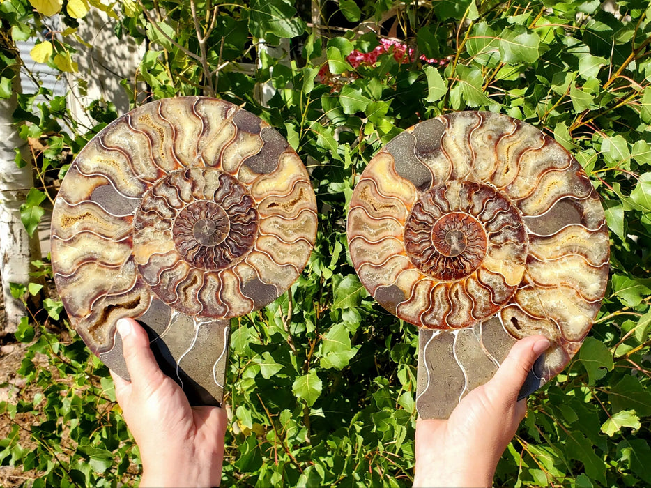 Split Ammonite Pair with Custom Metal Display