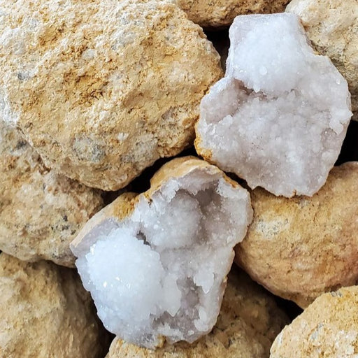In Stone Fossils