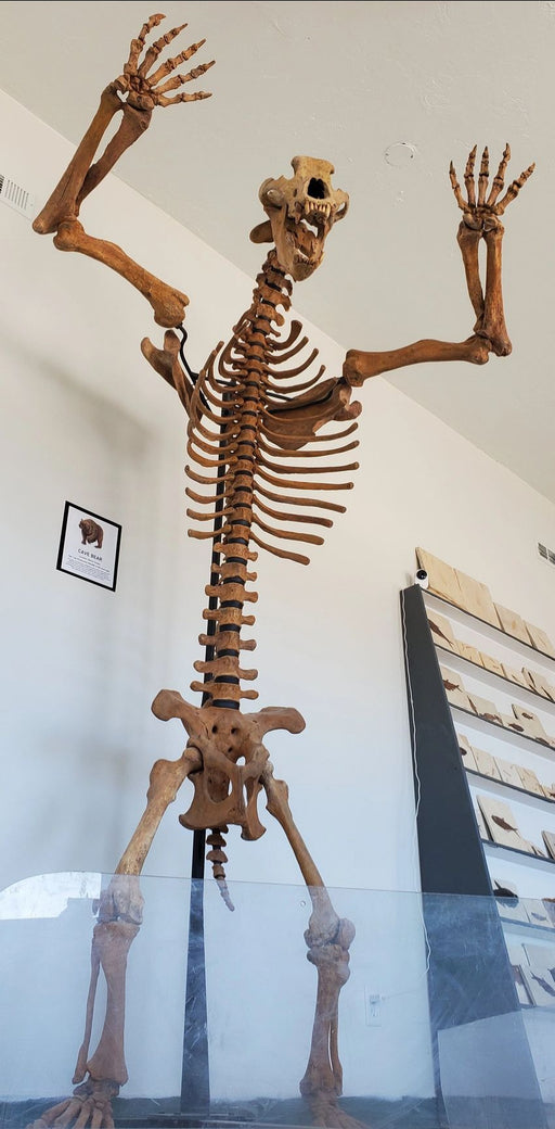 In Stone Fossils