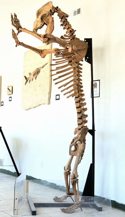 Siberian Cave Bear