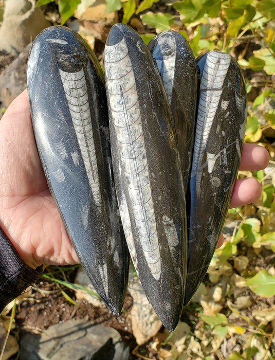 Orthoceras Single Point