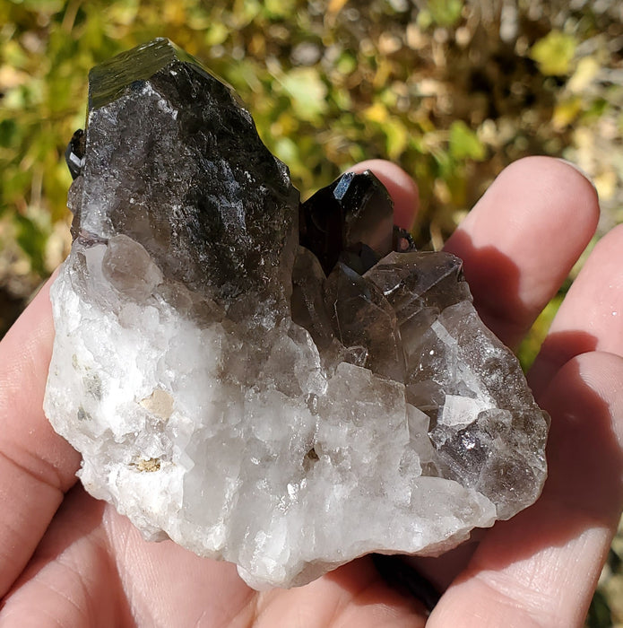 Multi-Terminated Points Smoky Quartz