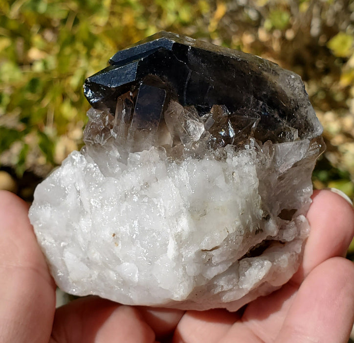 Multi-Terminated Points Smoky Quartz