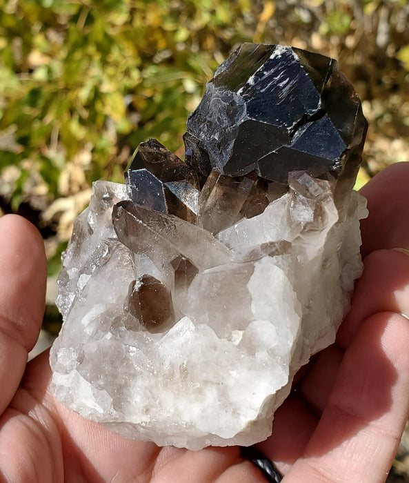 Multi-Terminated Points Smoky Quartz