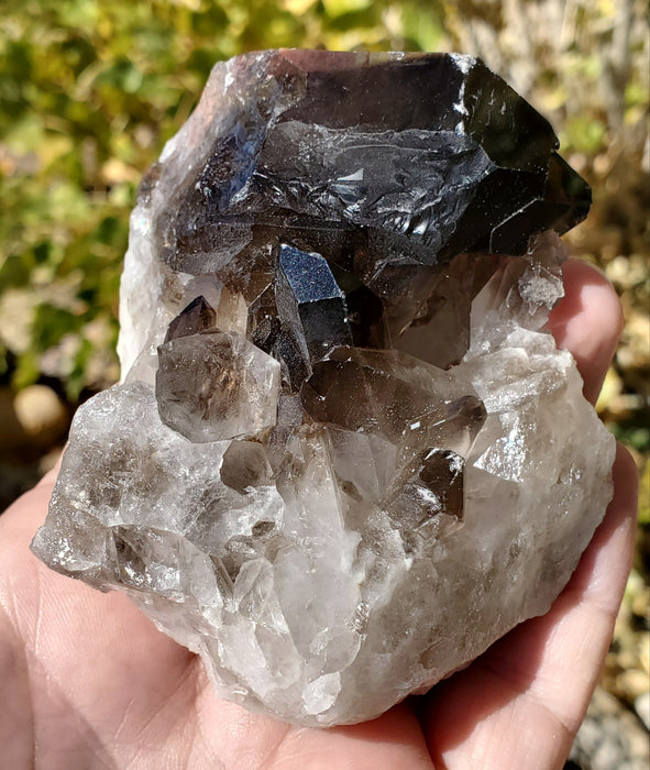 Multi-Terminated Points Smoky Quartz